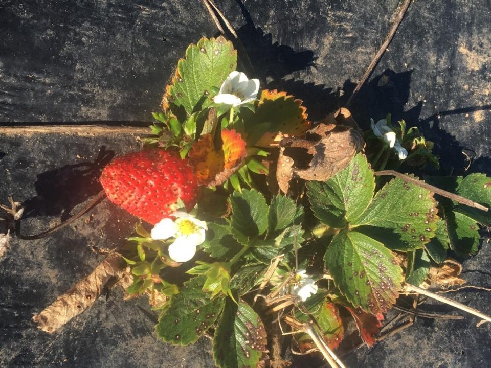 Fraisiers en fleur au mois de février