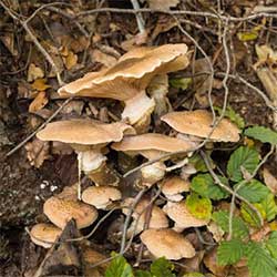 Champignon Pleurote